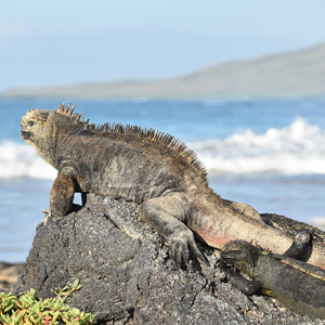 Galapagos Islands Ecology & Conservation - Image 2