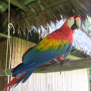 Amazon Ecology & Field Research - Image 3